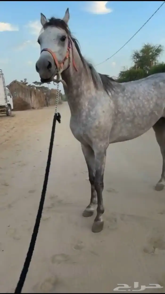 حصان عربي اصيل للبيع 0