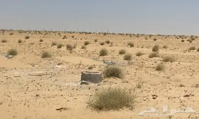 للبيع ارض زراعيه 50 الف قريبه من الجبيل 2