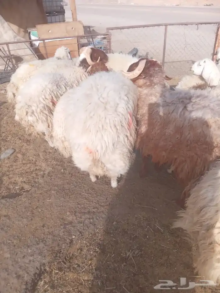 نعيمي طازج على مزاجك 13