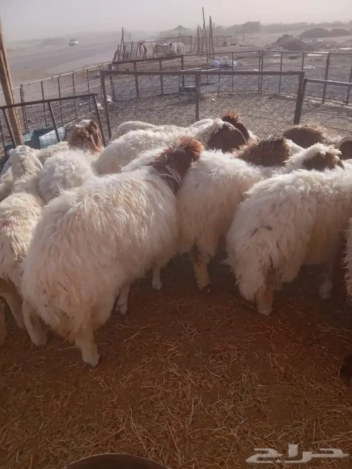 نعيمي طازج على مزاجك 8