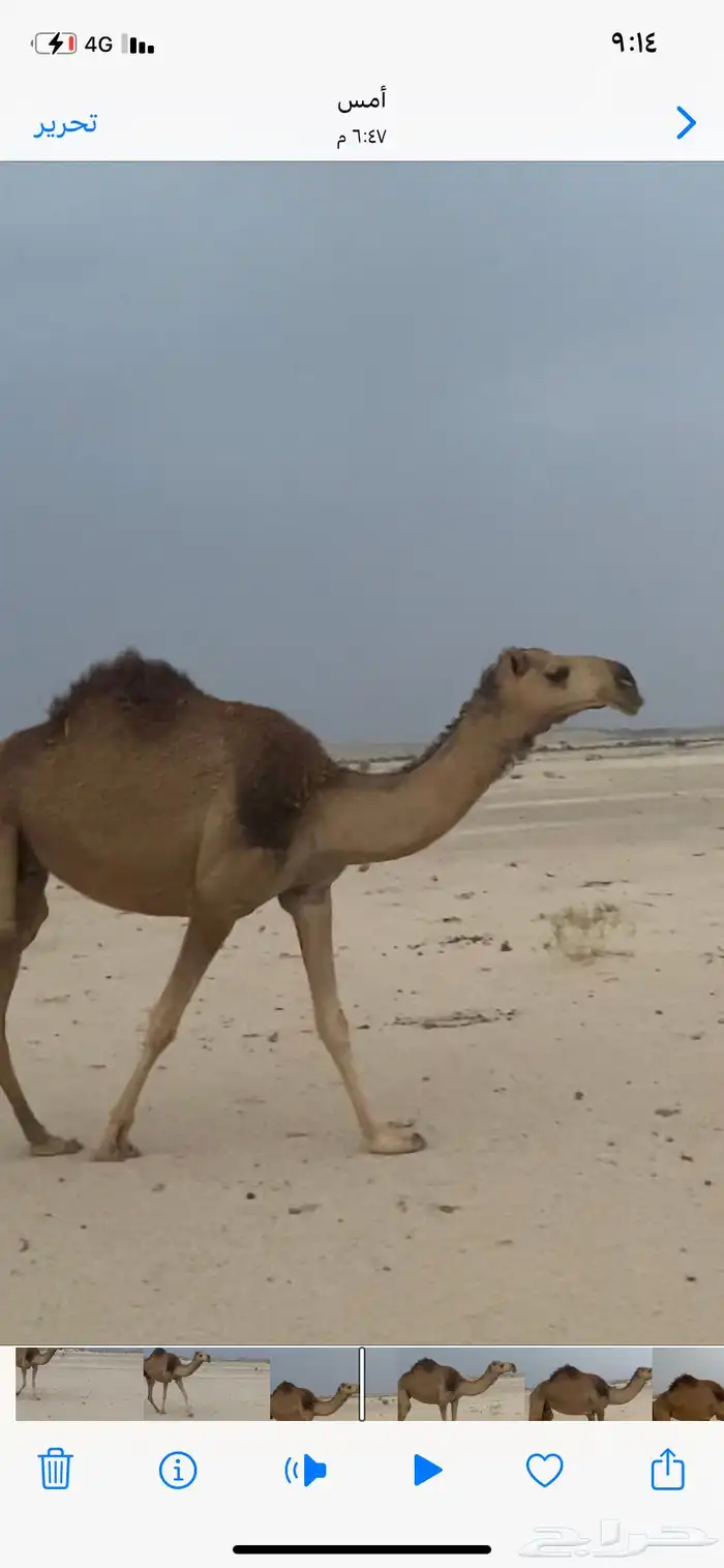 لقحة ثنيه كفو 3