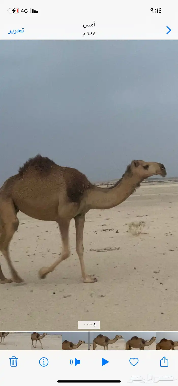 لقحة ثنيه كفو 2