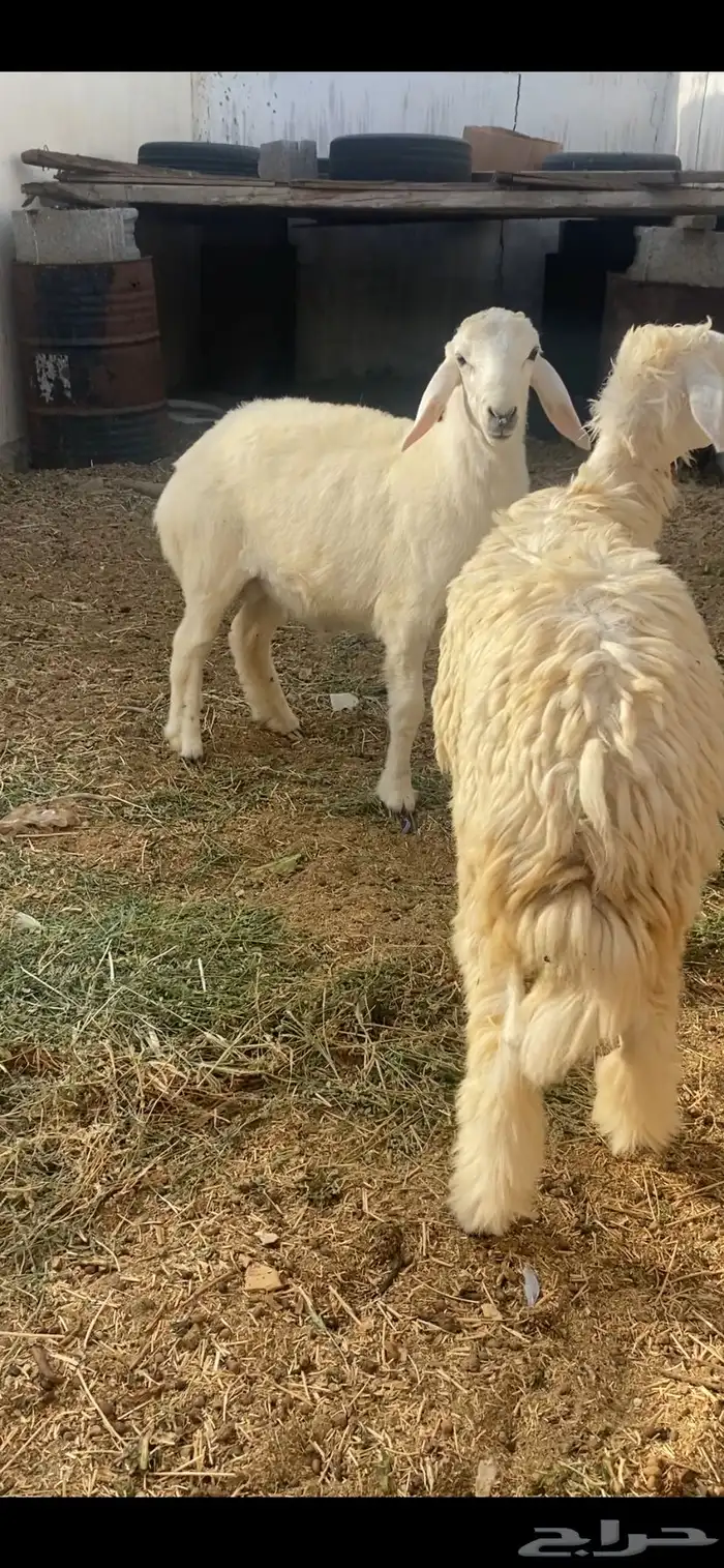 طليان فيه رخال وحدها 0