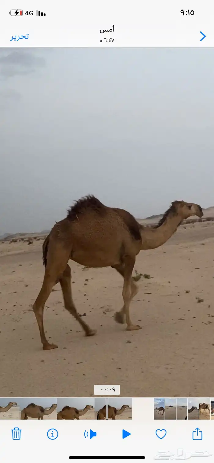لقحة ثنيه كفو 0