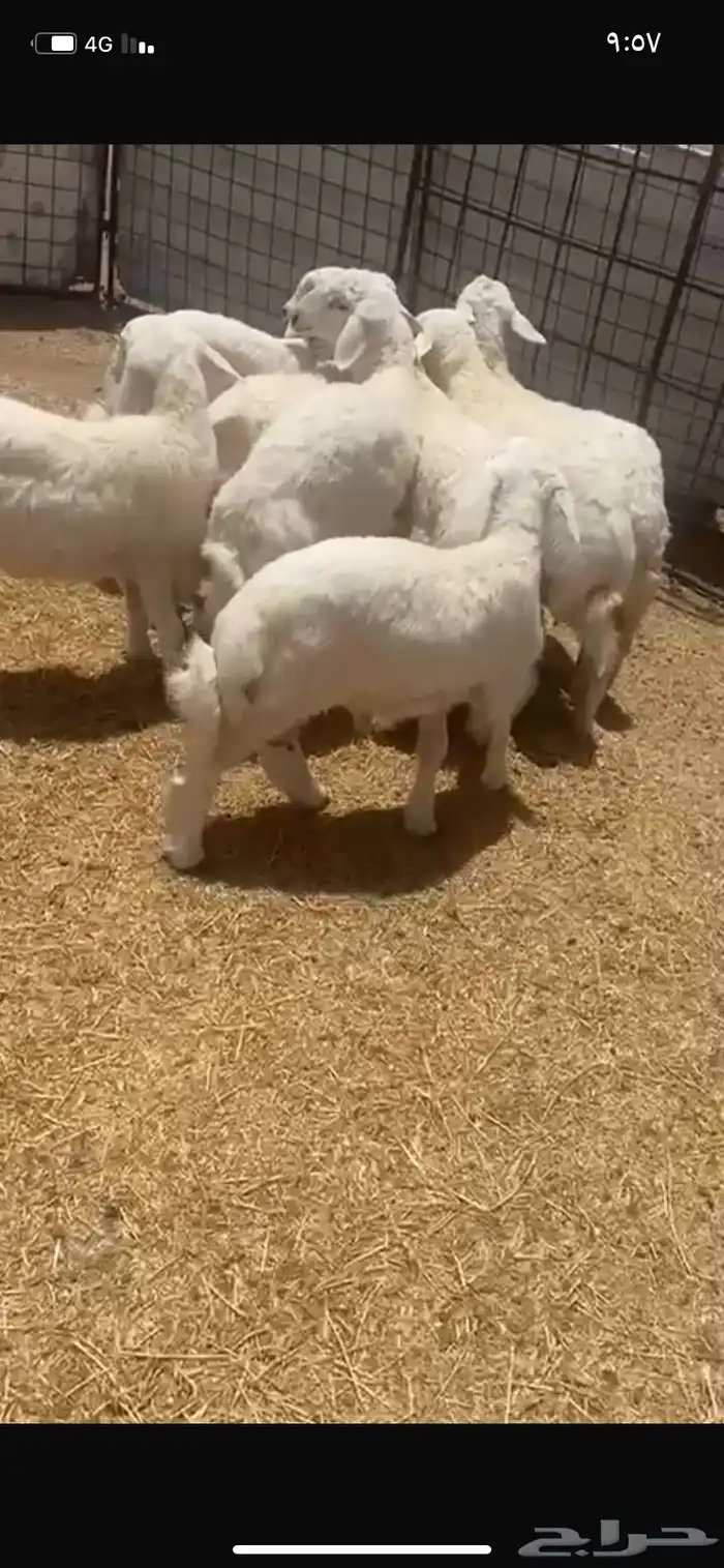 بهم حبص 0