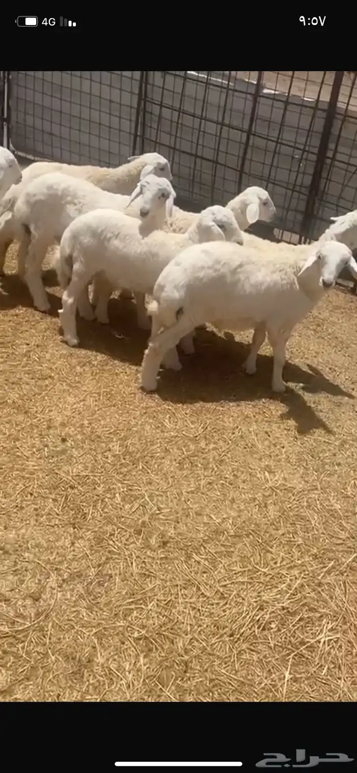 بهم حبص 2