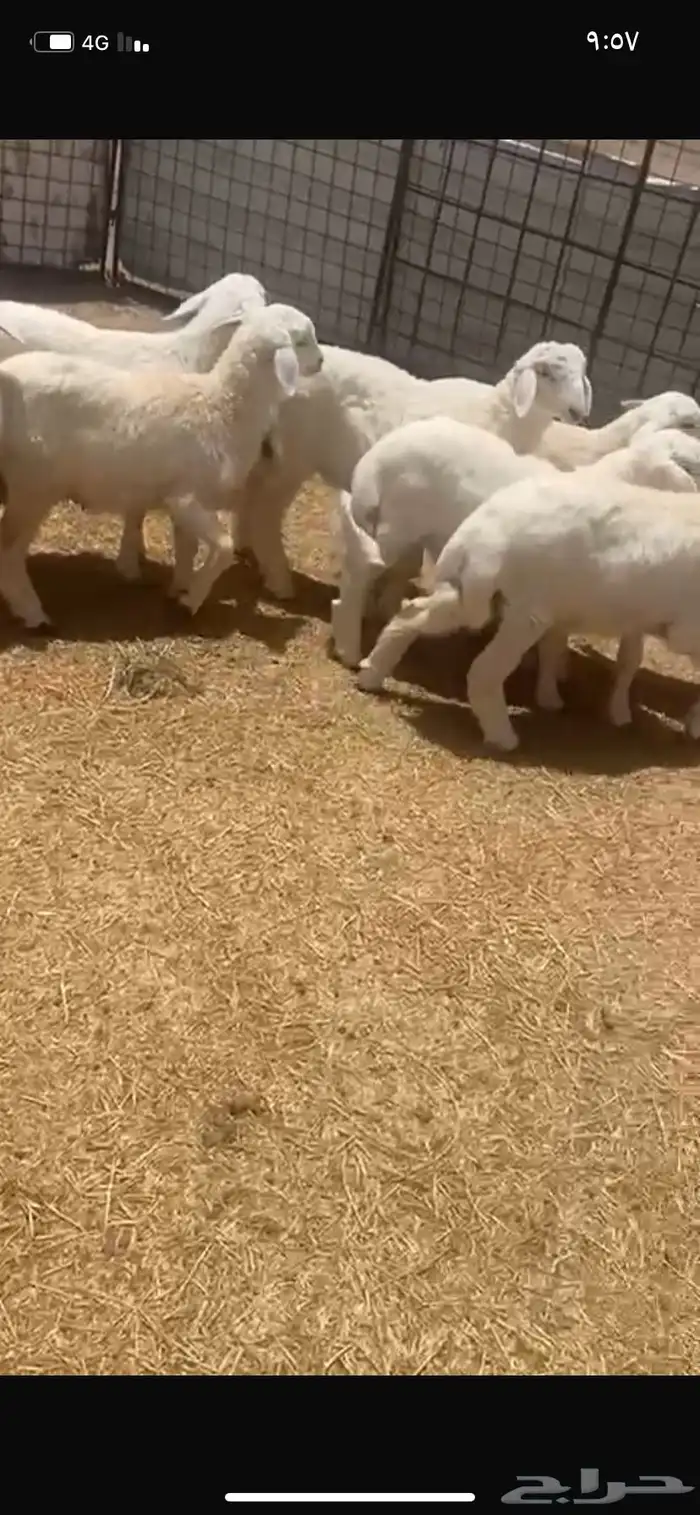 بهم حبص 3