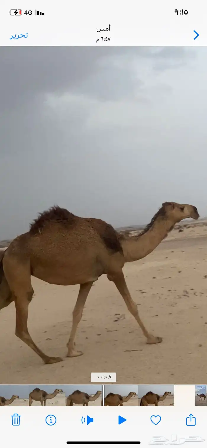 لقحة ثنيه كفو 1