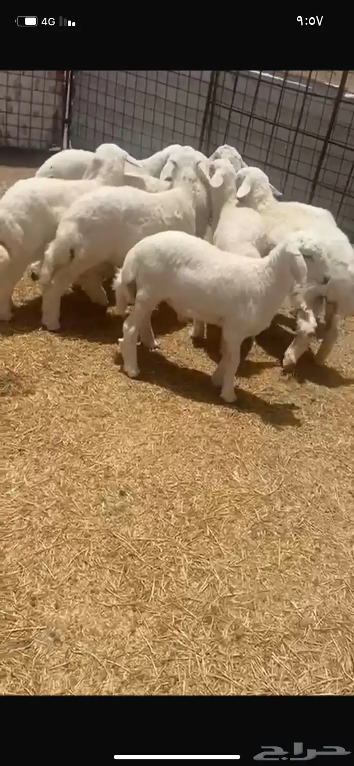 بهم حبص 1