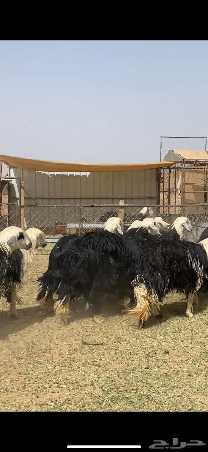 ضان نجد اباكير مراح واحد 8