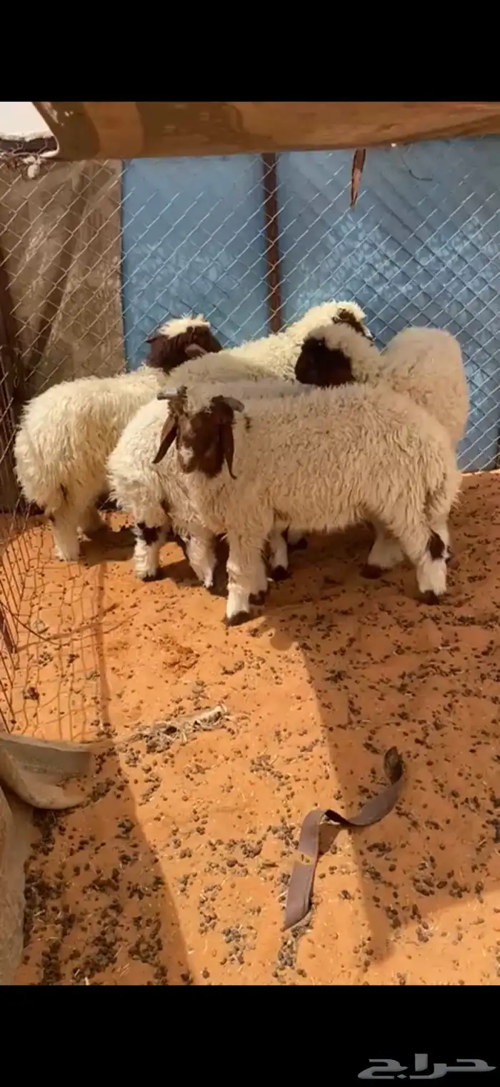 هرافى نعيم تم البيع 0