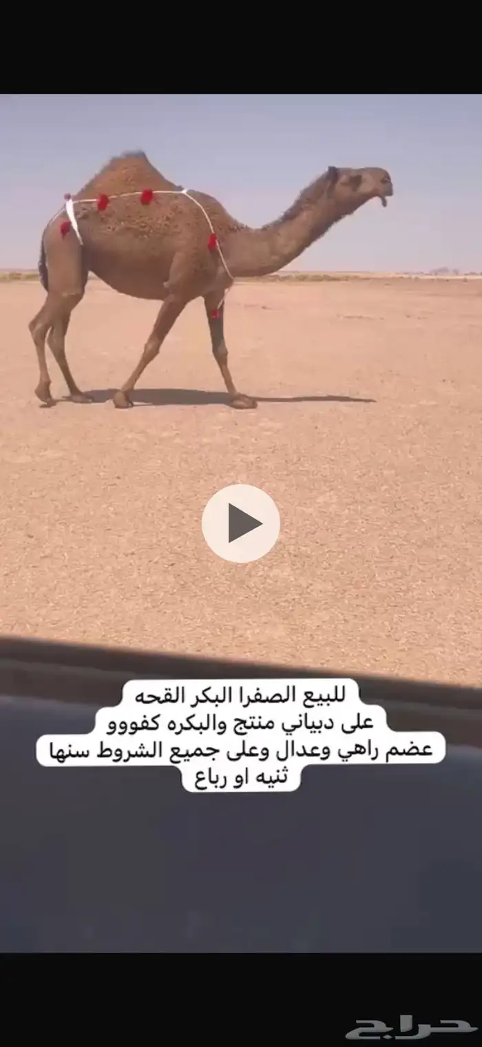 للبيع النياق بدأوه وطيبه 1