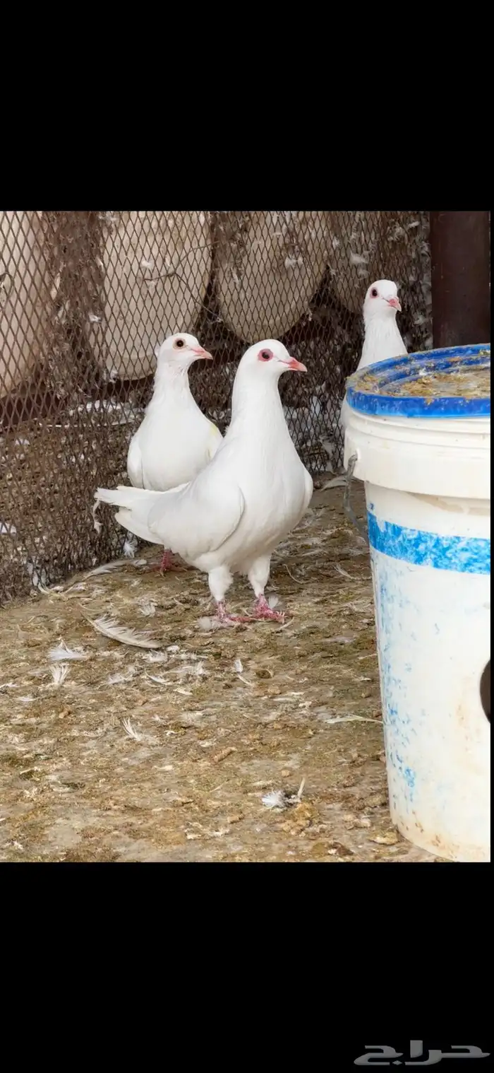 حمام فرنسي ملكي فاخر 10