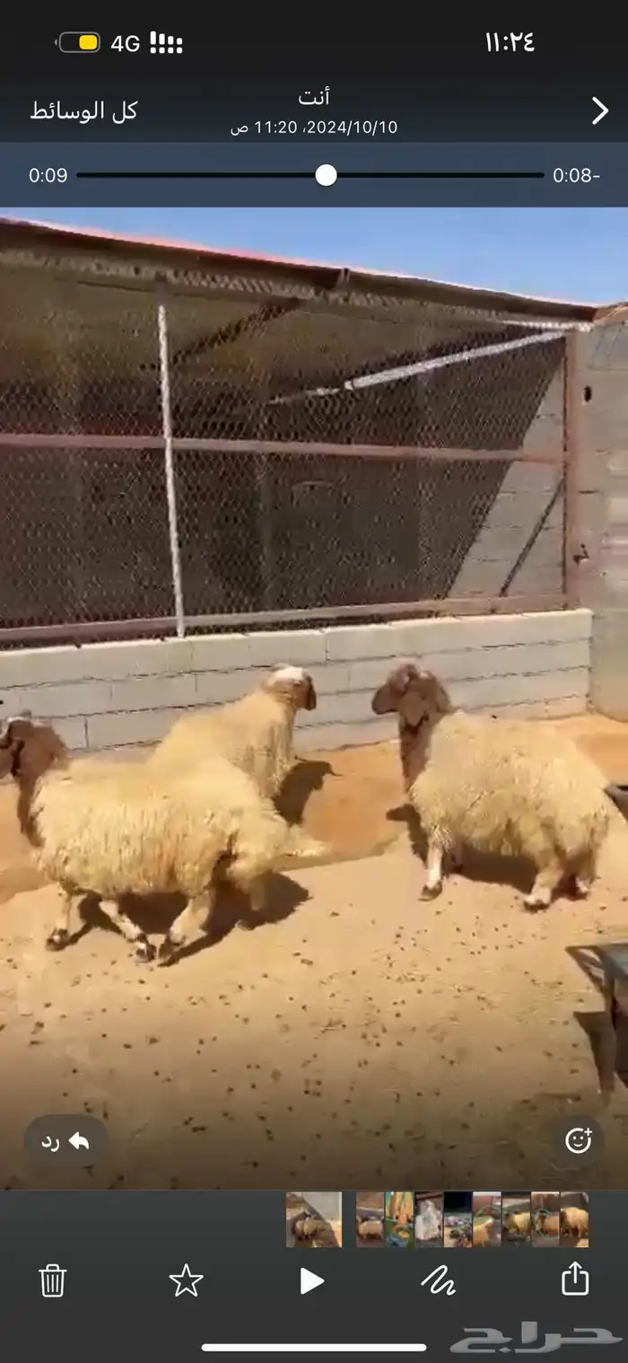 ذبايح بريه 5