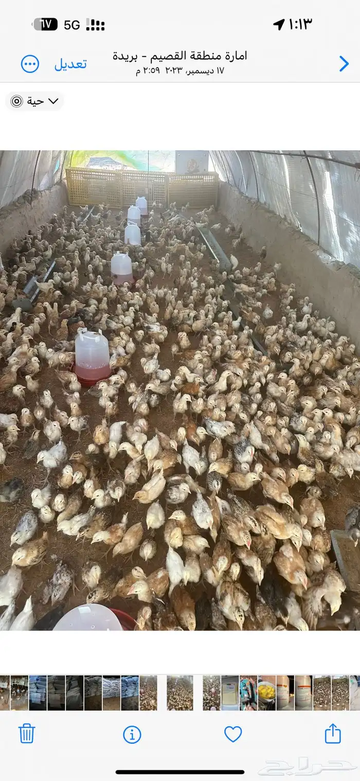 عانبر دوجن للايجار 1