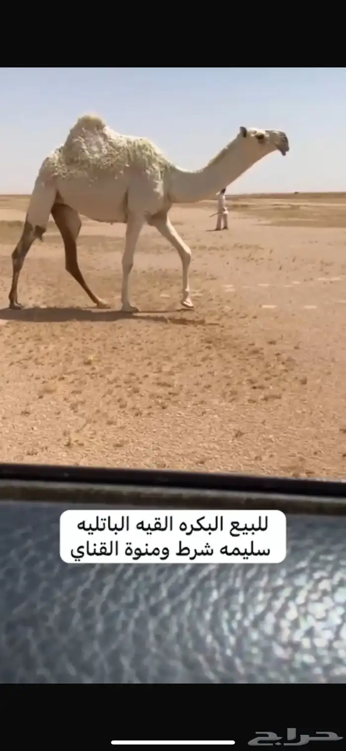 للبيع النياق بدأوه وطيبه 0