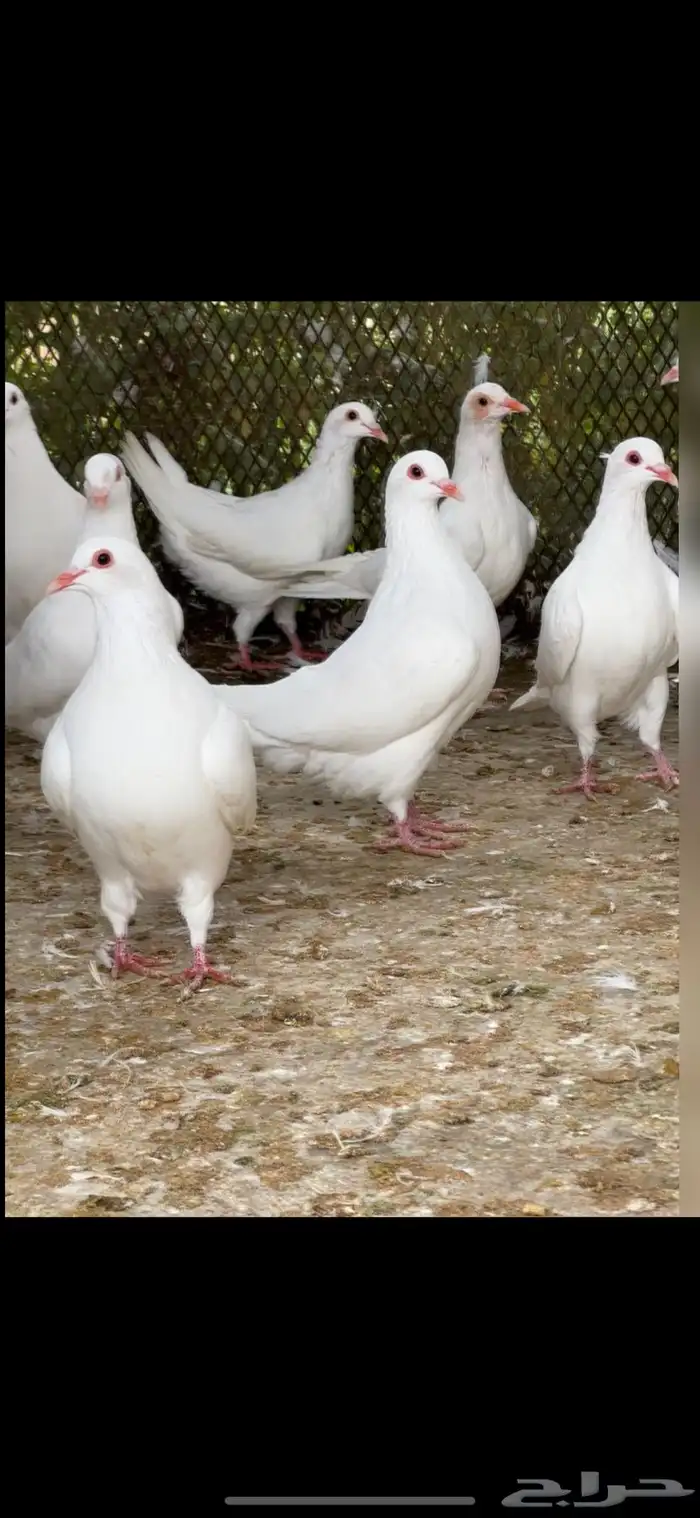 حمام فرنسي ملكي فاخر 8