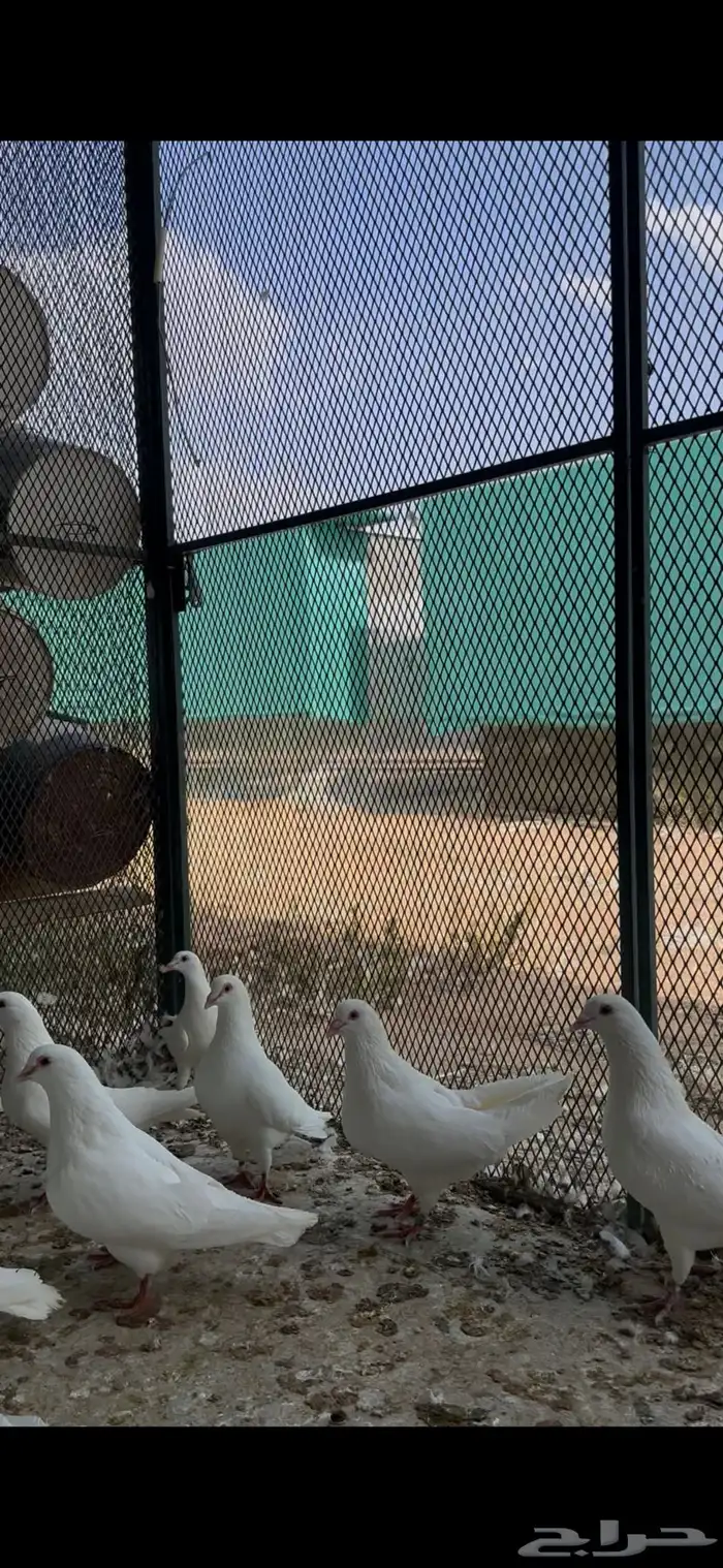 حمام فرنسي ملكي فاخر 5