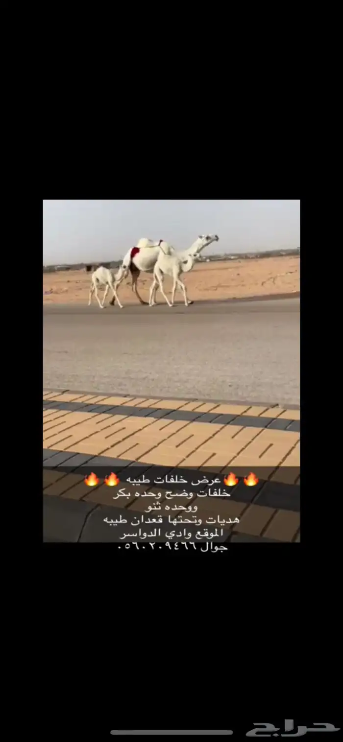 خلفات طيبه 0