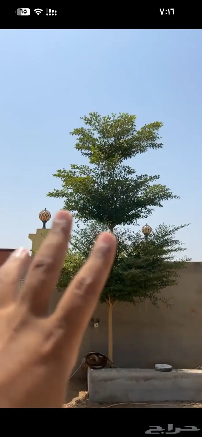 شجرة ترمناليا منتالي 2