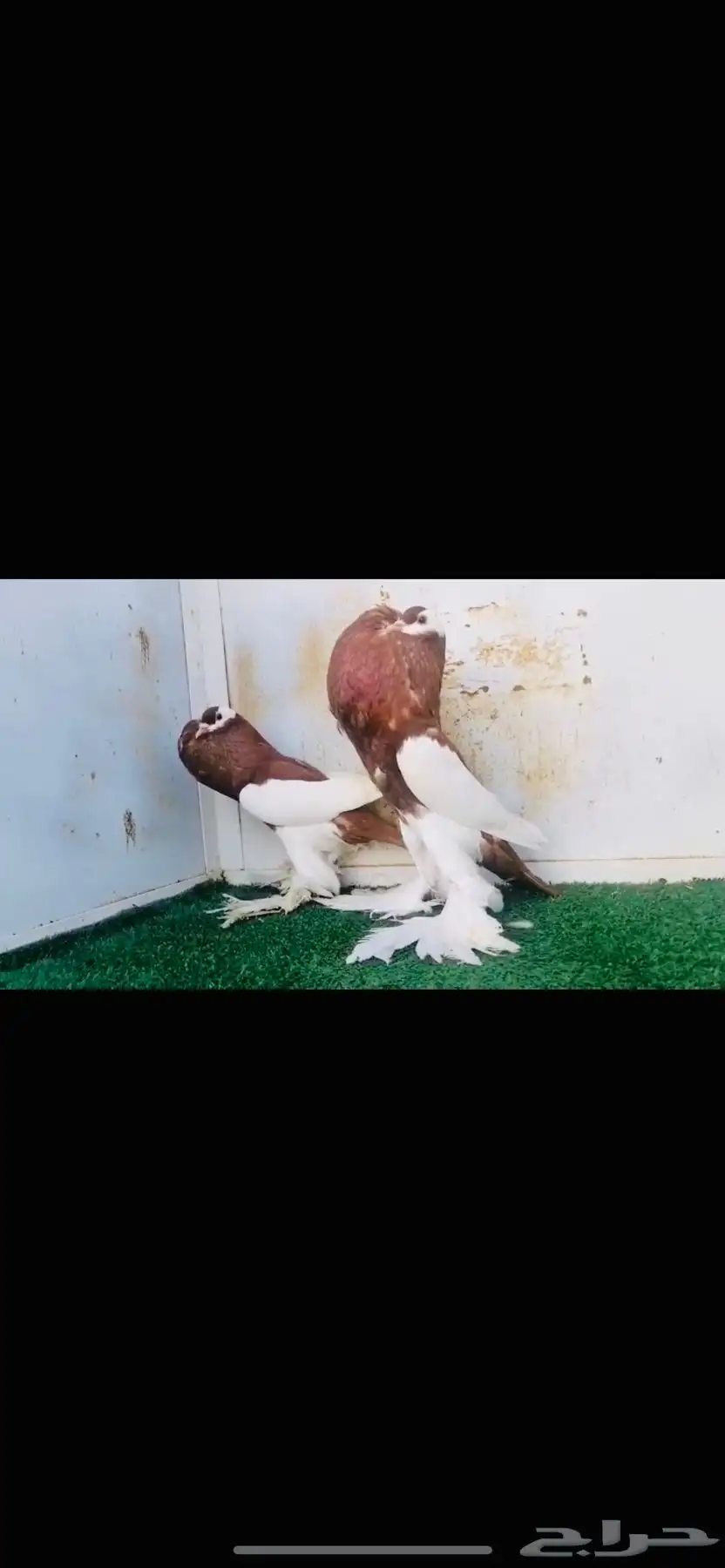 زوج نفاخ مسوبعtop 6
