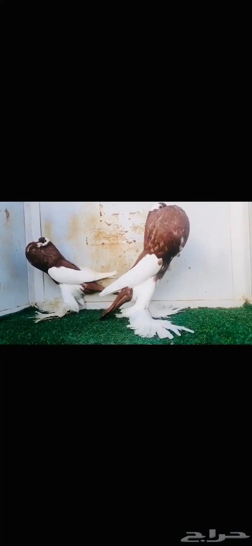 زوج نفاخ مسوبعtop 0