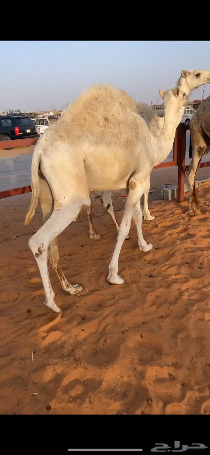 حشو 6