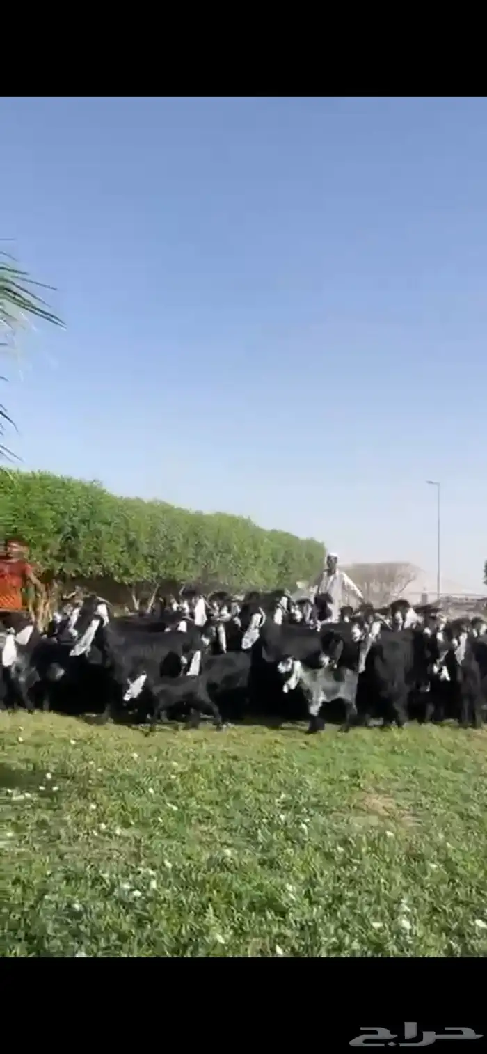 للبيع مراح عوارض فاخره 0