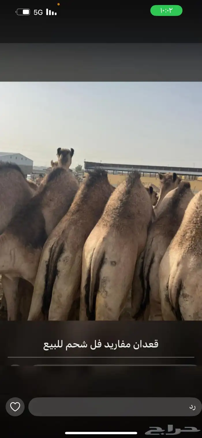 قعدان كفو سمان للبيع الحد من 5000الف 0
