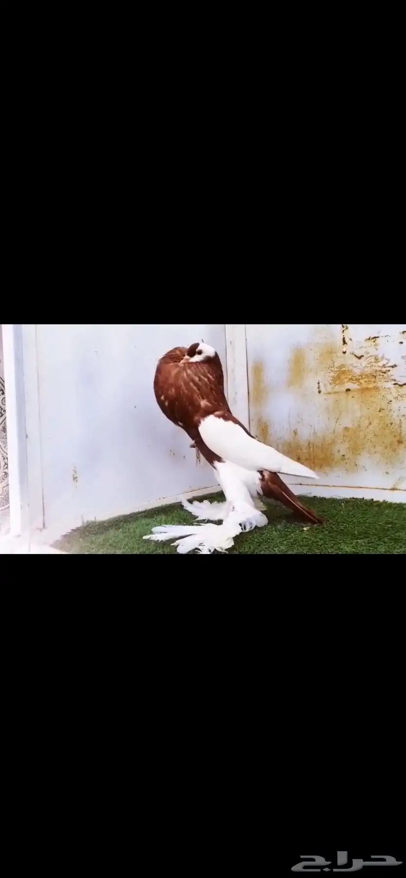 زوج نفاخ مسوبعtop 3