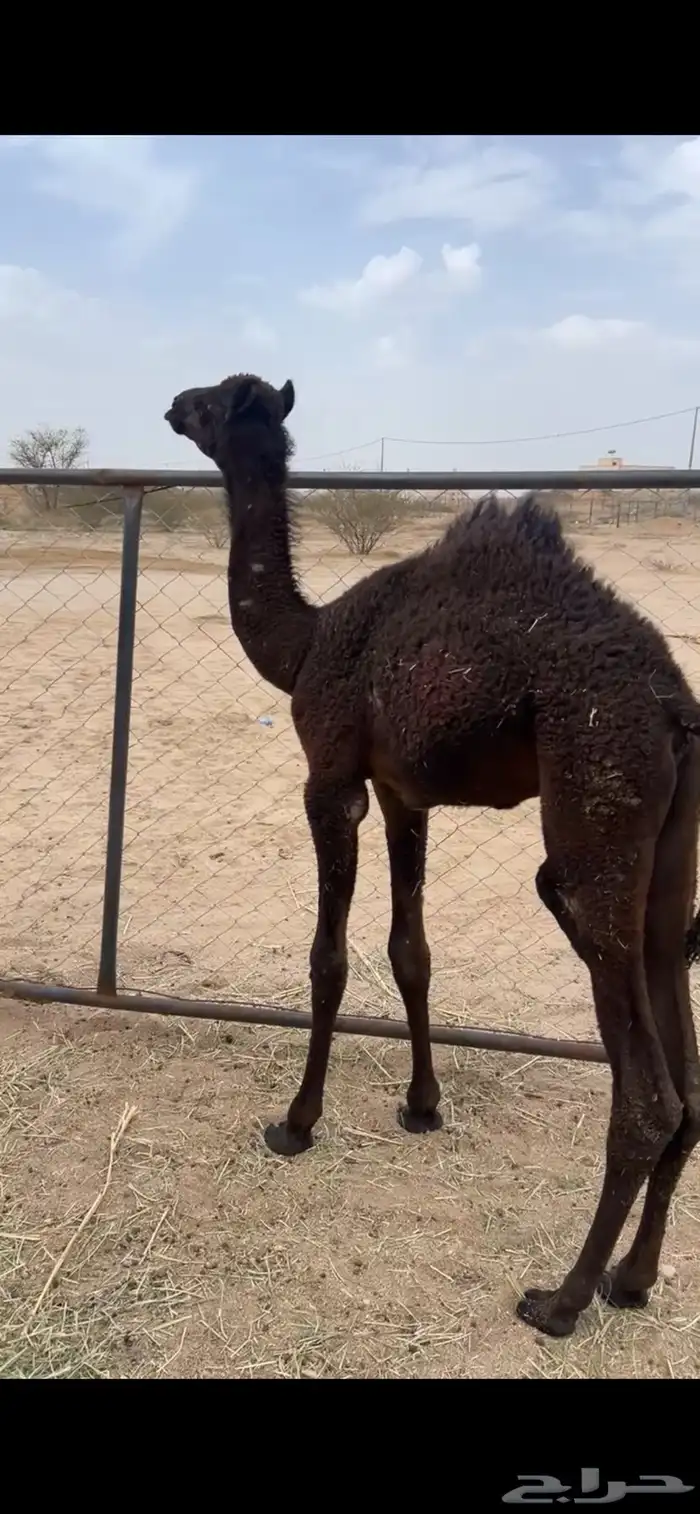 قعود ضيار ولا تربيه 0