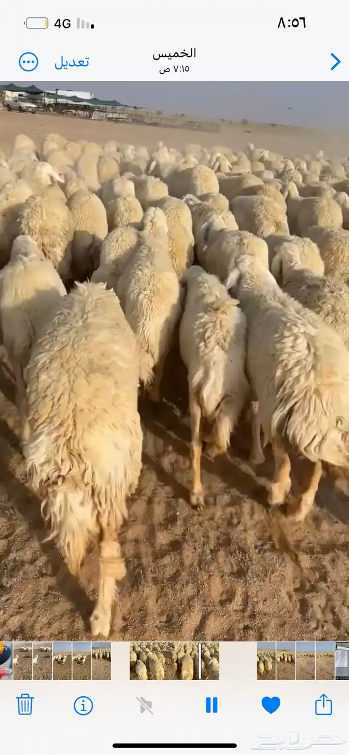 رخال صنف 26 اعمارها حول 3 شهور 9