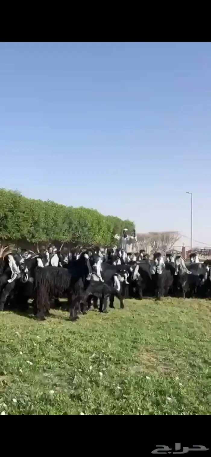 للبيع مراح عوارض فاخره 12