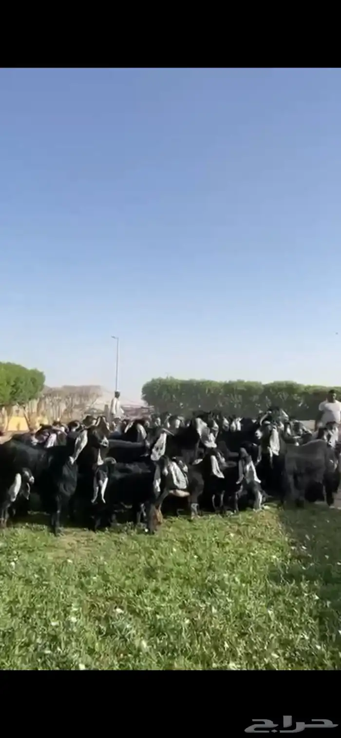 للبيع مراح عوارض فاخره 11