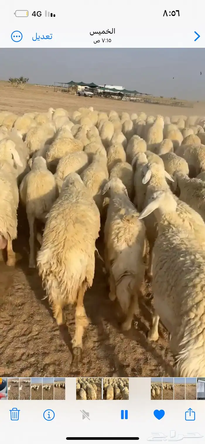 رخال صنف 26 اعمارها حول 3 شهور 7