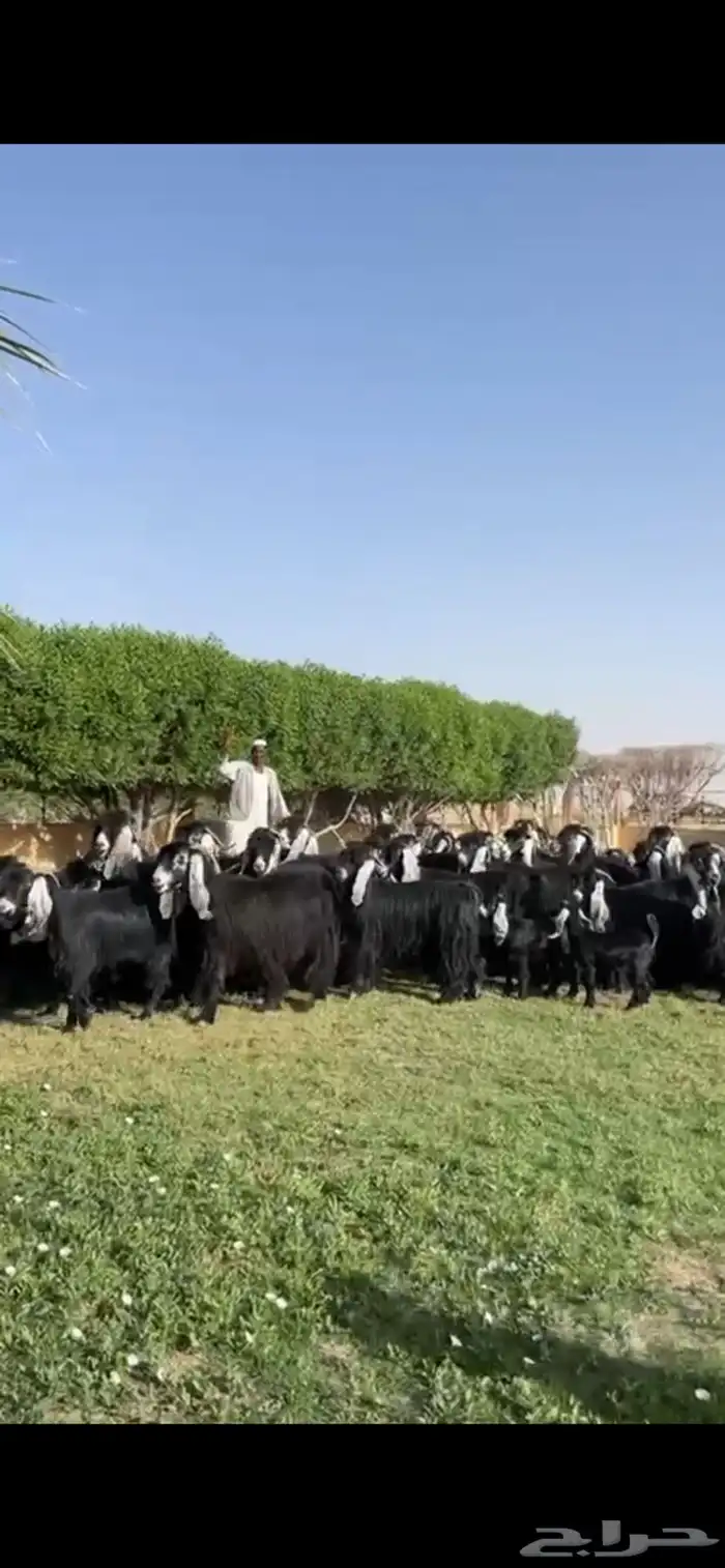للبيع مراح عوارض فاخره 20
