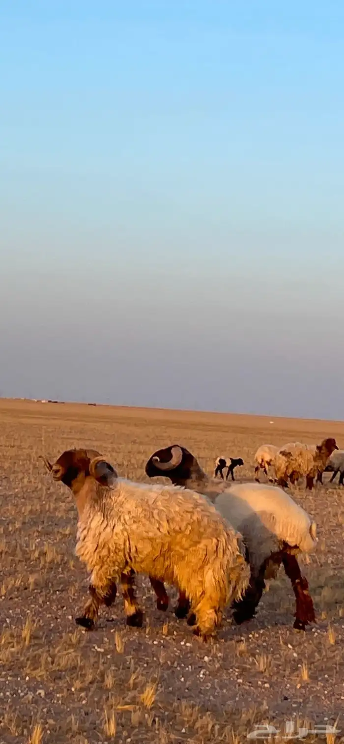 فحل طييب شرط القريع 1