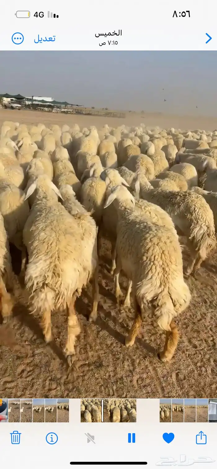 رخال صنف 26 اعمارها حول 3 شهور 8