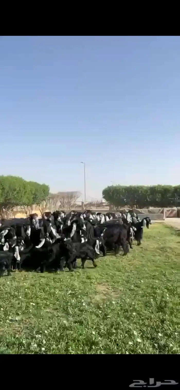 للبيع مراح عوارض فاخره 6