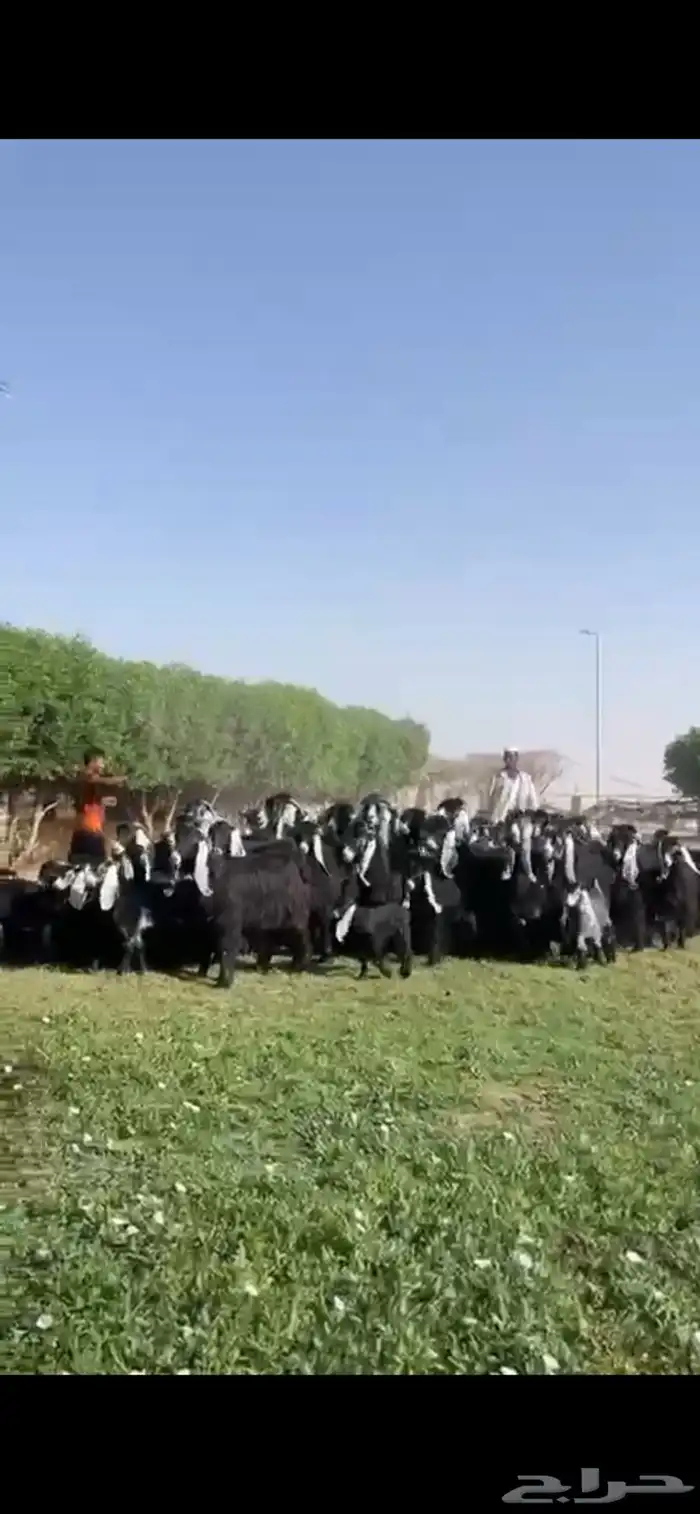 للبيع مراح عوارض فاخره 8