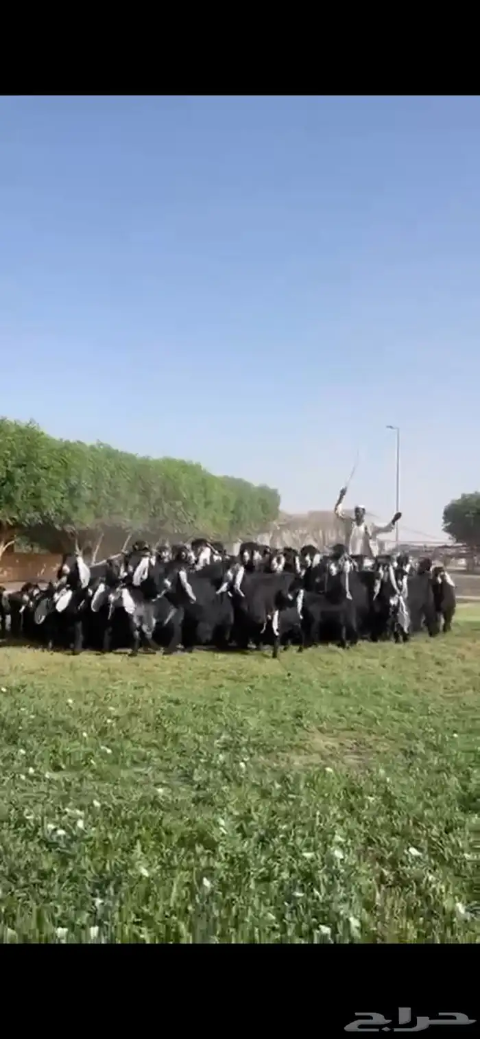 للبيع مراح عوارض فاخره 2