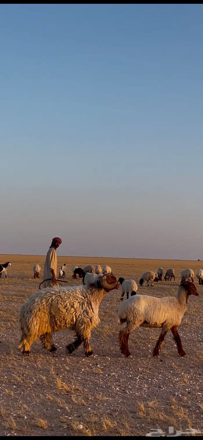 فحل طييب شرط القريع 0