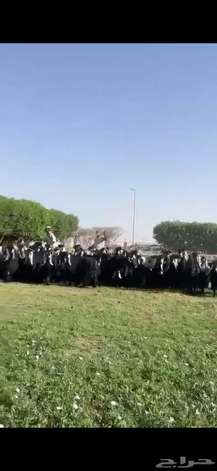للبيع مراح عوارض فاخره 14