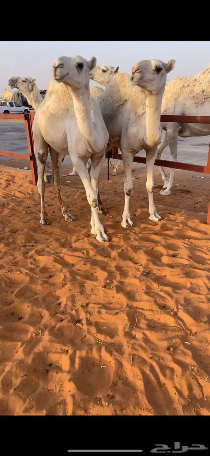 حشو 5