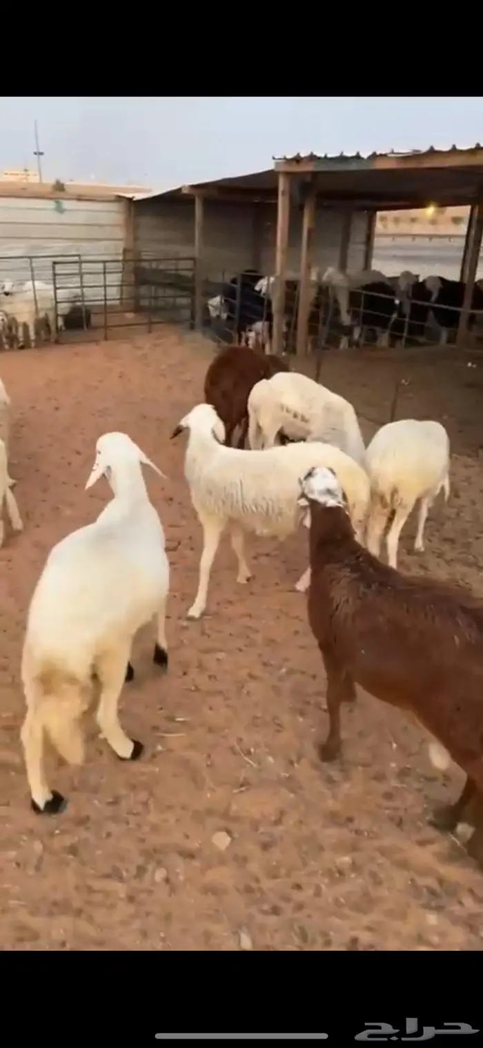 سواكن كفو مرابي3شهور 0