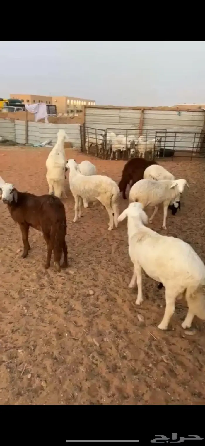 سواكن كفو مرابي3شهور 1