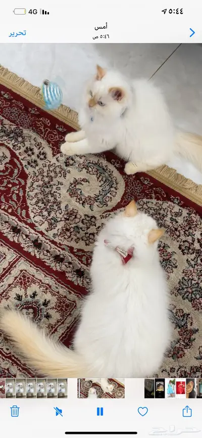 بستين لتبني 5