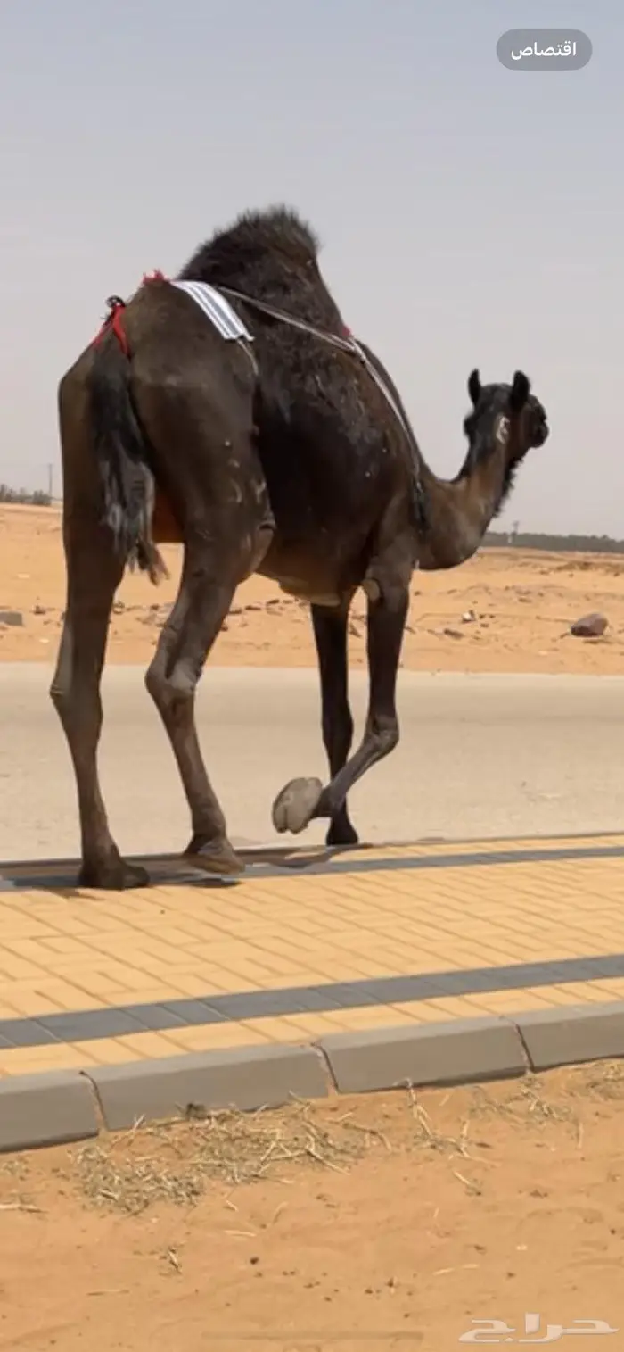 في وادي الدواسر 3