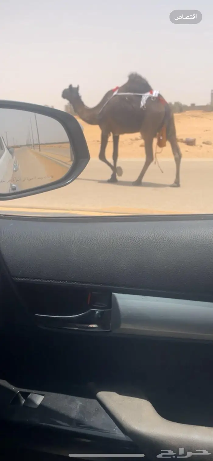 في وادي الدواسر 0