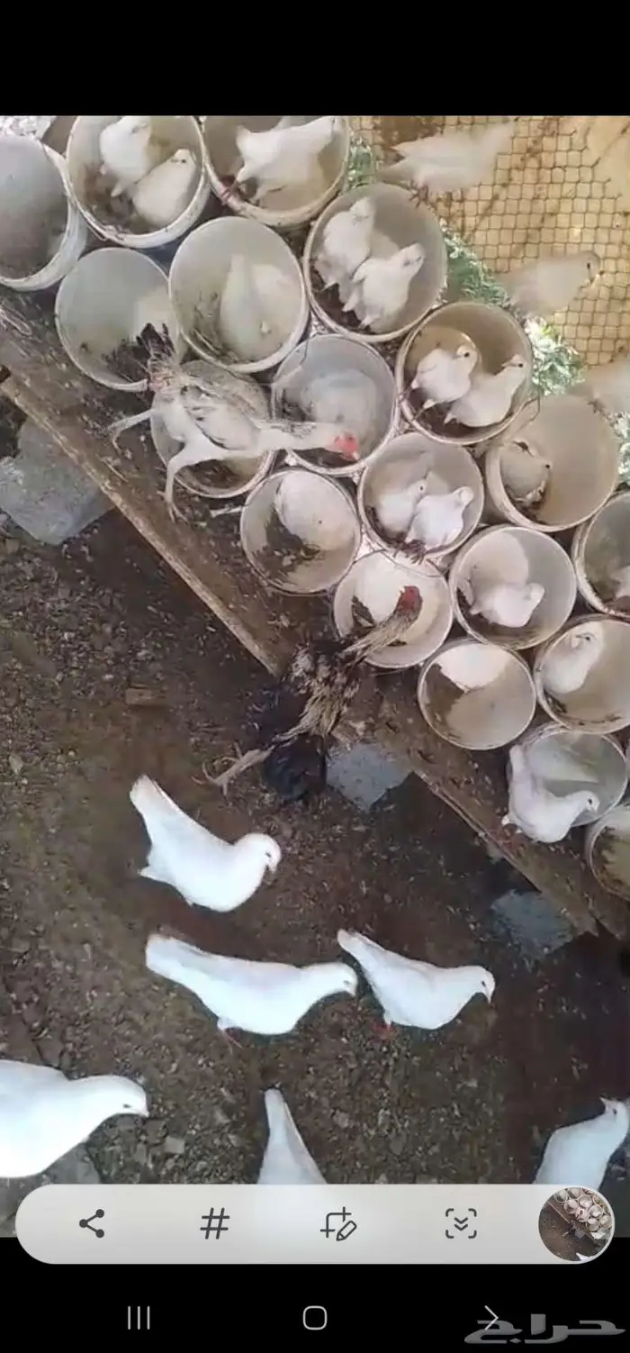 ديك ودجاجه للبيع 0